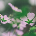 Ljusröda blommor.